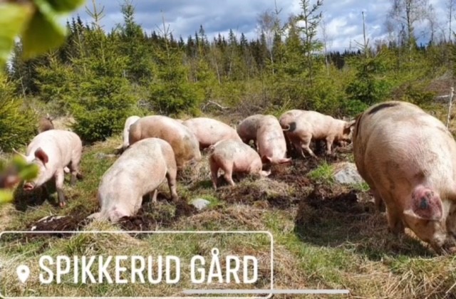Read more about the article Økologisk skogsbris i butikk!